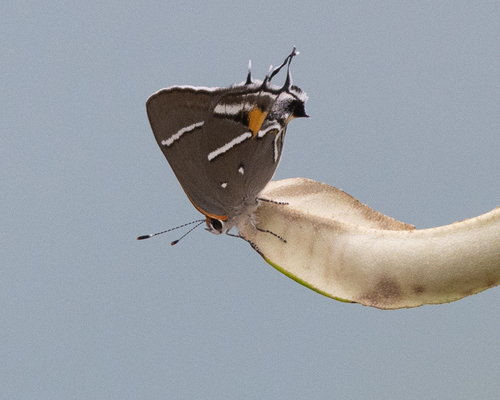 Caribbean Scrub-Hairstreak