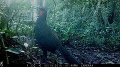 Penelope superciliaris