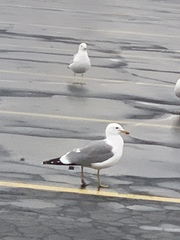 Larus californicus