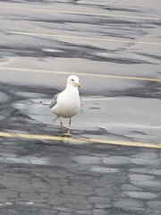 Larus californicus