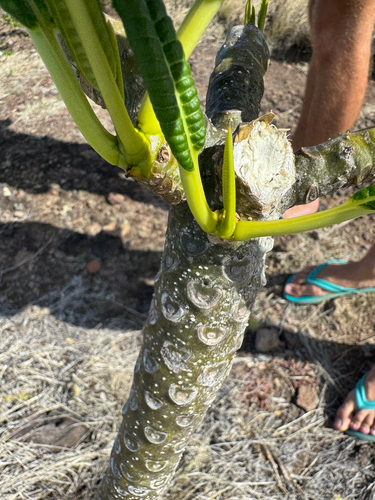 Plumeria alba, photograph 6