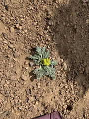 Cymopterus longipes