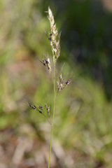 Piptochaetium montevidense