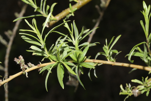 Foto de Salix viminalis
