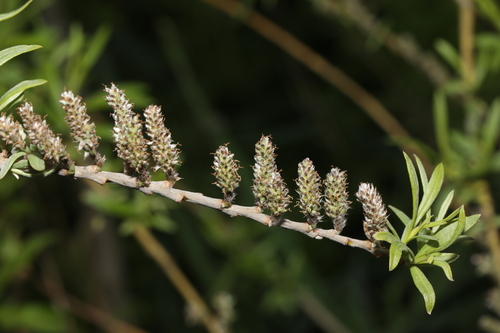 Foto de Salix viminalis
