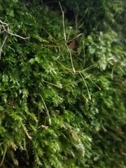 Tetraphis geniculata