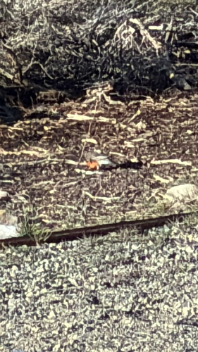 iNaturalist observation photo of Perching Birds
