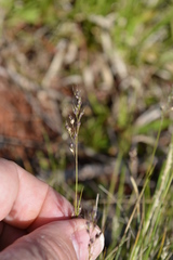 Piptochaetium montevidense