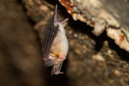 Mehely's Horseshoe Bat (Rhinolophus mehelyi)