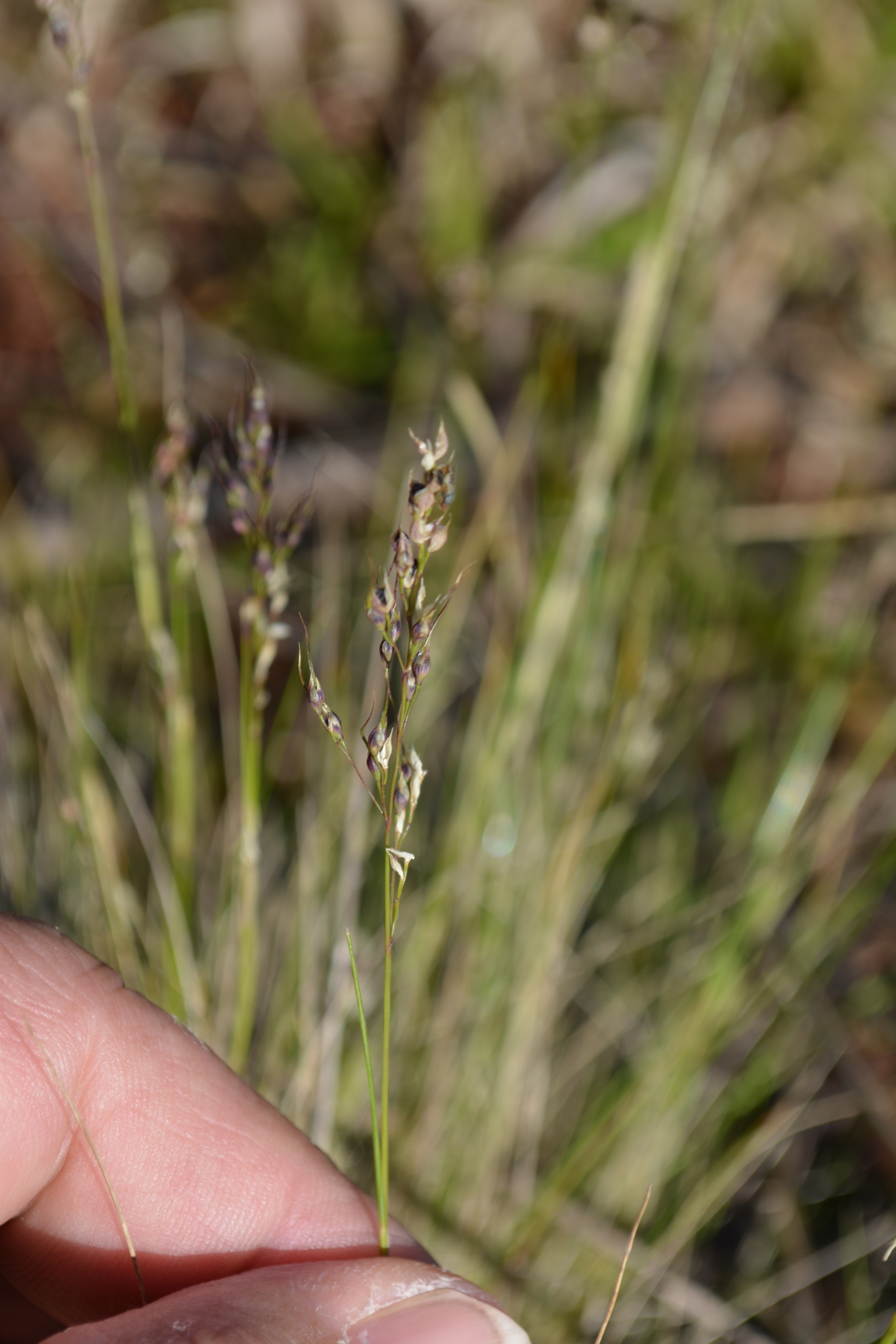 Piptochaetium montevidense