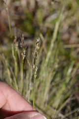 Piptochaetium montevidense