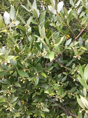 Atherosperma moschatum moschatum