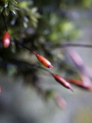 Racomitrium aciculare