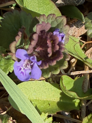 ground-ivy