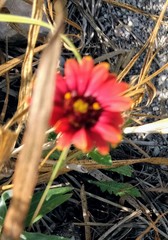 Gaillardia amblyodon