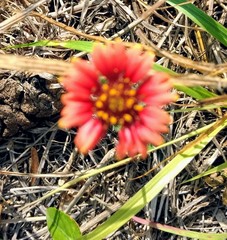 Gaillardia amblyodon