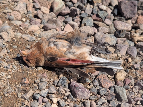 African Crimson-winged Finch