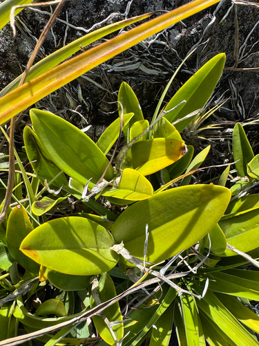 Epidendrum ciliare, photograph 2
