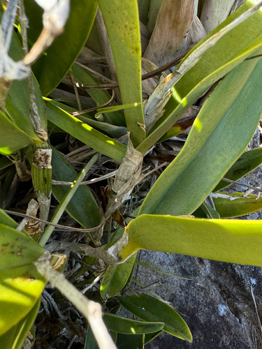 Epidendrum ciliare, photograph 1