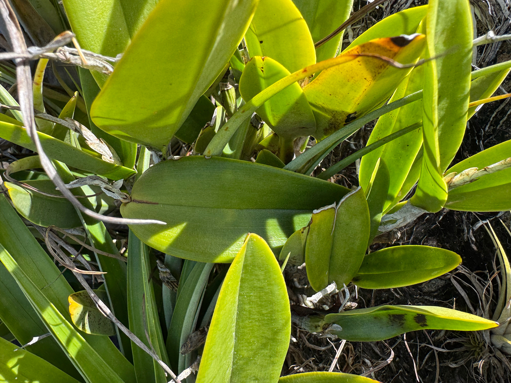 Epidendrum ciliare; photograph (c) Matteo Bellucci, some rights reserved (CC BY)
