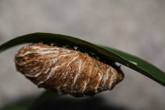 Charterginus nevermanni