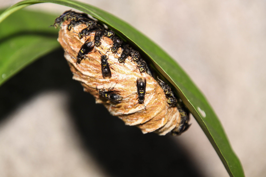 Charterginus nevermanni