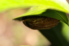 Charterginus nevermanni