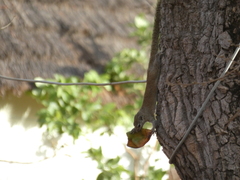 Heliosciurus gambianus