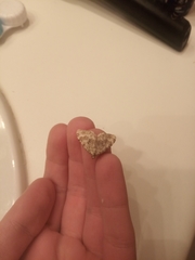 Coenotephria ablutaria