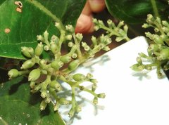Viburnum odoratissimum