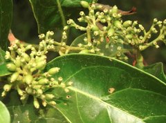 Viburnum odoratissimum