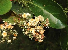 Viburnum odoratissimum