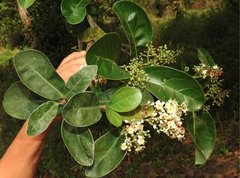 Viburnum odoratissimum
