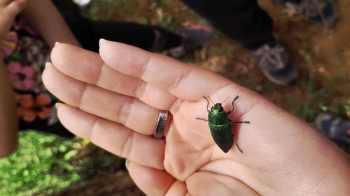 Perotis unicolor
