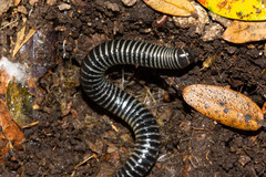 Ommatoiulus sabulosus aimatopodus