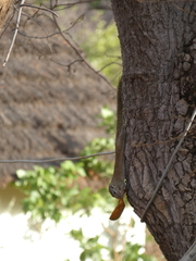 Heliosciurus gambianus