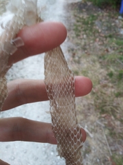 Coluber constrictor