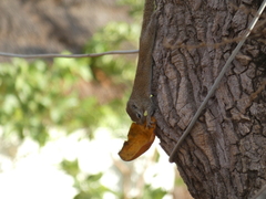 Heliosciurus gambianus