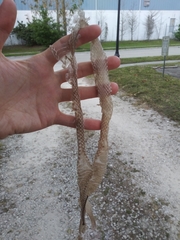 Coluber constrictor