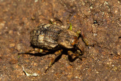 Entomoderus