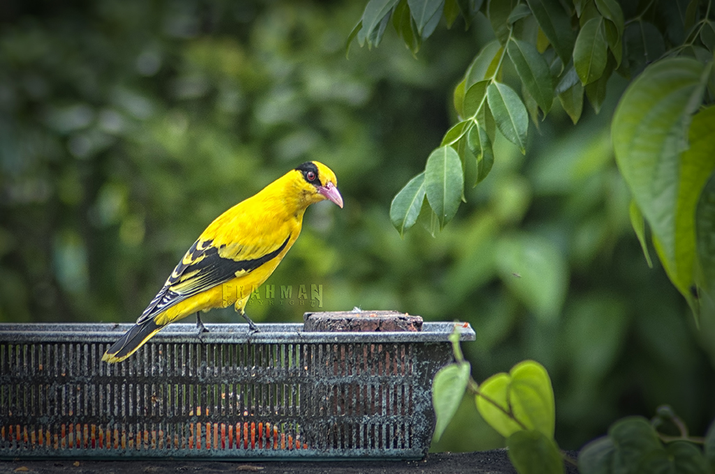 Slender-billed Oriole photo