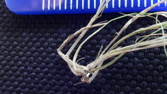 Deschampsia tenella