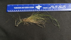 Deschampsia tenella
