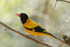 Black-Hooded Oriole photo 2