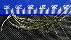 Deschampsia tenella