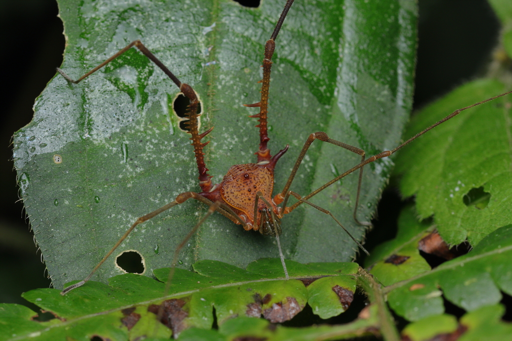 daddy longlegs