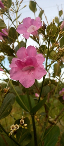 Fridericia platyphylla observed 2026-04-13