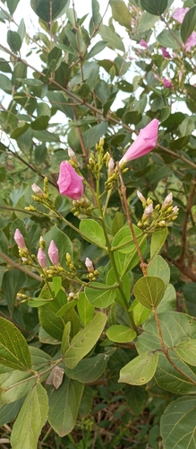 Fridericia platyphylla, photograph 2