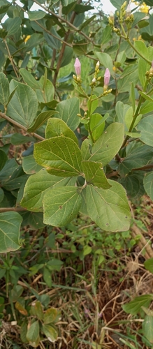 Fridericia platyphylla, photograph 3