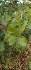 Fridericia platyphylla, photograph (c) Paulo C. O. Cunha, some rights reserved (CC BY)